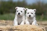WESTIE 099